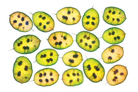 ‘Seeing Seeds’ Photo Essay: Plant Photography at its Finest Image